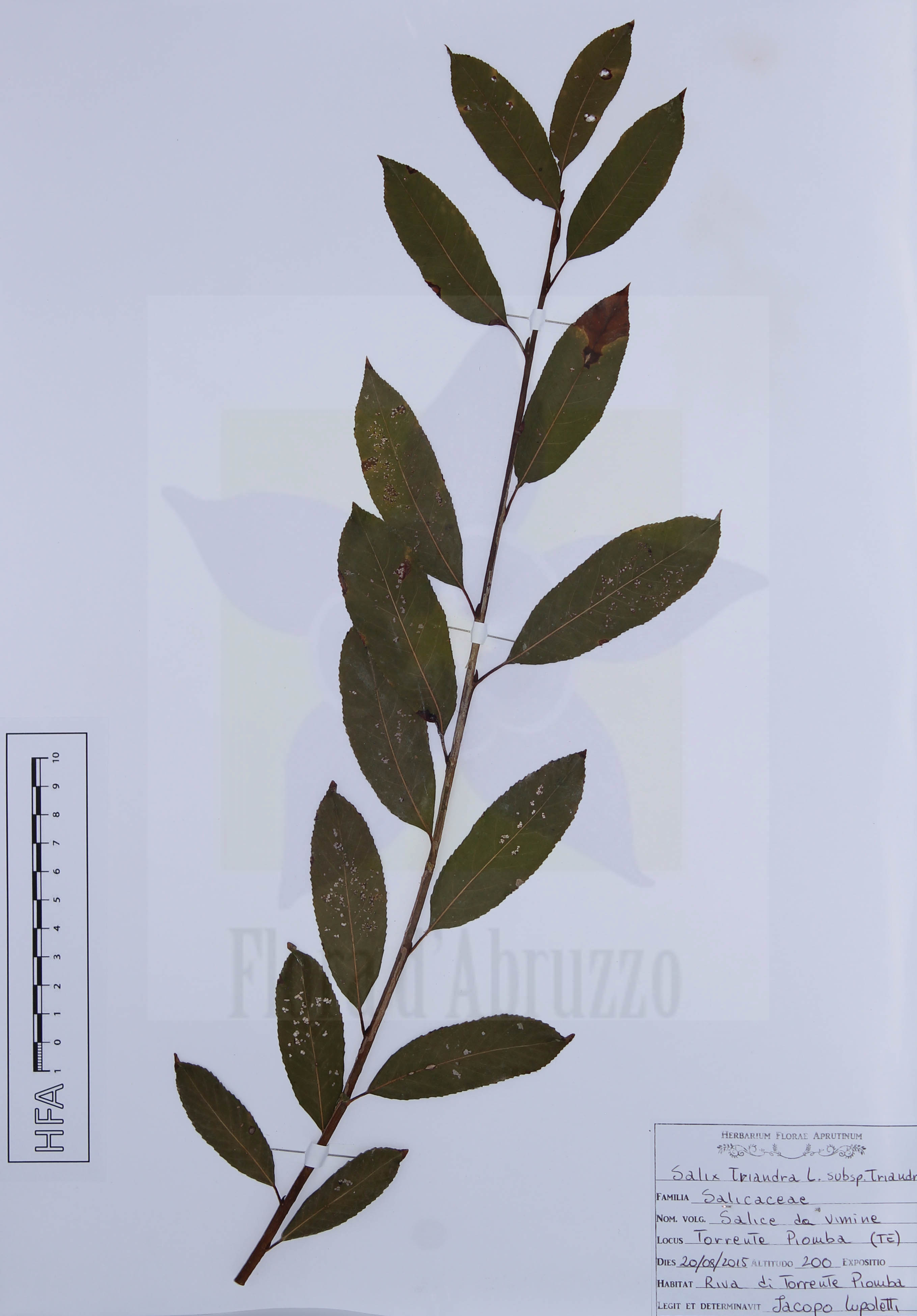 Salix triandra L. subsp. triandra