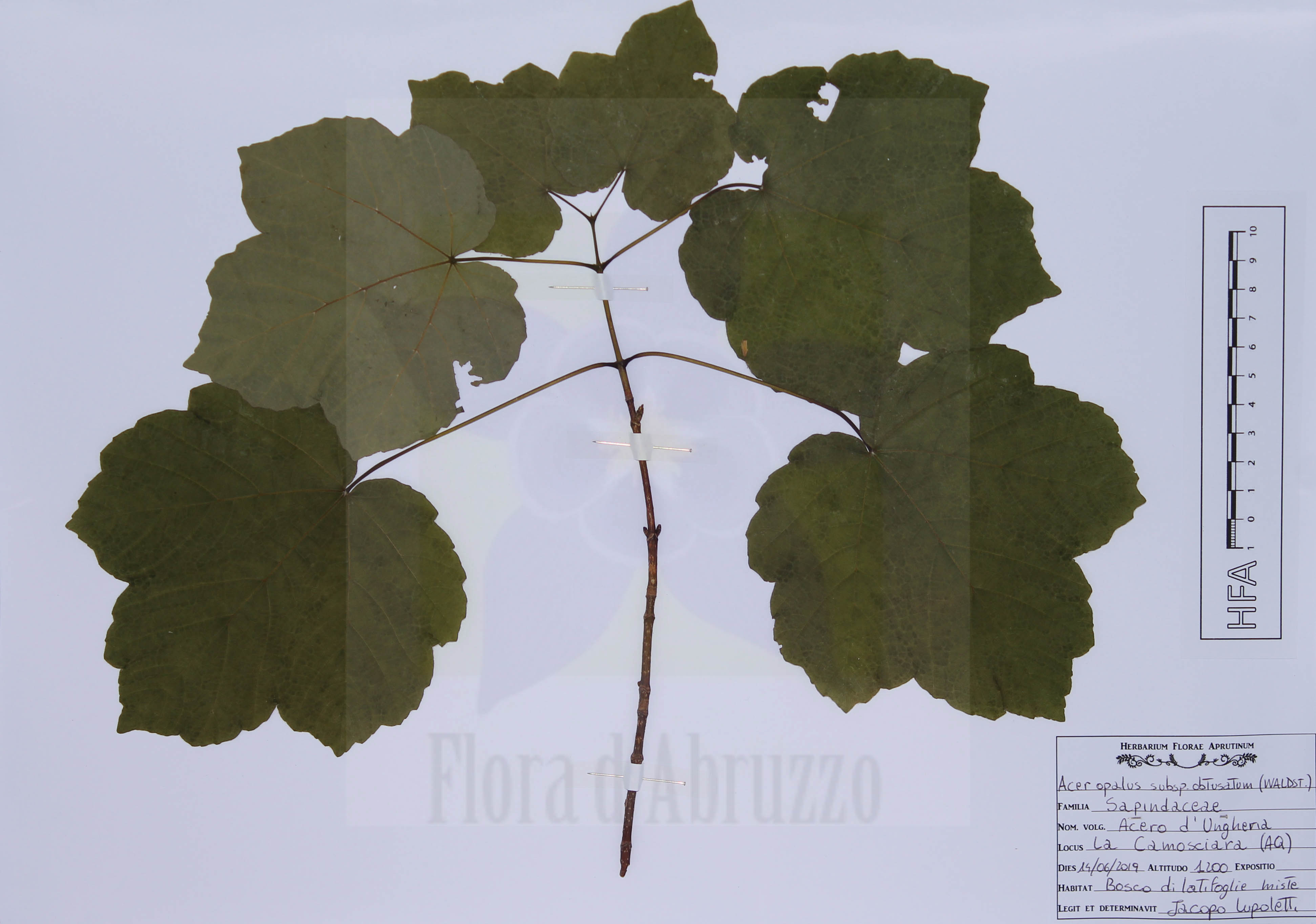 Acer opalus subsp. obtusatum (Waldst. & Kit. ex Willd.) Gams